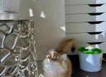 Leo fluffy boy - British Shorthair Kitten For Sale - Maryland City, MD, US