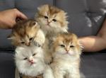 Scottish Fold Kittens - Scottish Fold Kitten For Sale - Elmwood Park, IL, US