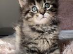 Norwegian forest - Norwegian Forest Kitten For Sale - Bolingbrook, IL, US