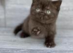Elias Cattery Bear - Scottish Straight Kitten For Sale - Raleigh, NC, US