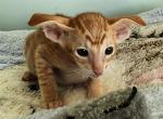 Linar - Oriental Kitten For Sale - Norwalk, CT, US