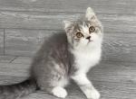 Eli of Elias Cattery - Scottish Straight Kitten For Sale - Raleigh, NC, US