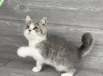 Elias Cattery Eli - British Shorthair Kitten For Sale - Raleigh, NC, US