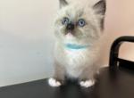 Mittens - Ragdoll Kitten For Sale - 