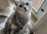 Full British Shorthair kittens - British Shorthair Kitten For Sale - Gurnee, IL, US