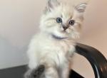 Ivy - Ragdoll Kitten For Sale - 