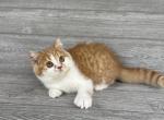 Elias Cattery Archie - Scottish Straight Kitten For Sale - Wendell, NC, US