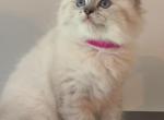 Leia - Ragdoll Kitten For Sale - 