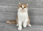 Aechie of Elias Cattery - British Shorthair Kitten For Sale - Raleigh, NC, US