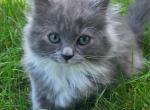 Ragdoll and Persian Mix - Ragdoll Kitten For Sale - Kasson, MN, US