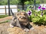 Milo - Scottish Straight Kitten For Sale - IL, US