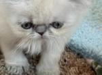 Crystal - Persian Kitten For Sale - River Falls, WI, US