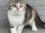 Elias Cattery Kyra - Scottish Fold Kitten For Sale - Raleigh, NC, US