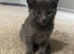 Rocky - Russian Blue Kitten For Sale - Atlanta, GA, US