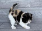 Elias Cattery Alice - Scottish Fold Kitten For Sale - Raleigh, NC, US