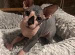 Female 1 Naked Felis Litter - Sphynx Kitten For Sale - Ewing, NJ, US