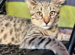 Hana - Bengal Kitten For Sale - Crete, IL, US