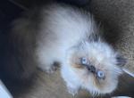 Meah - Persian Kitten For Sale - MN, US