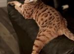 Mila - Savannah Cat For Sale - Las Vegas, NV, US