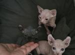 Ela's litter - Sphynx Kitten For Sale - 