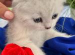 Sofee - Scottish Fold Kitten For Sale - North Port, FL, US