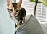Marbled Boy - Bengal Kitten For Sale - 