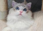 JOJO - Ragdoll Kitten For Sale - Los Angeles, CA, US