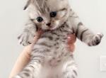 March - Scottish Fold Kitten For Adoption - KY, US