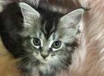 Magnolia Ivan classic tabby Reserved - Maine Coon Kitten For Sale - Everett, MA, US