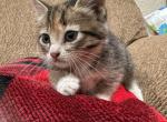 Kate - American Wirehair Kitten For Sale - 