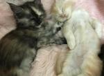 Reserved Magnolia Iris calico - Maine Coon Kitten For Sale - Everett, MA, US