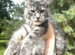 Blue tabby baby girl - Maine Coon Kitten For Sale - Crystal Lake, IL, US