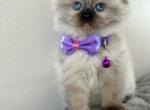 Bueatiful Ragdoll Boy and Girl - Ragdoll Kitten For Sale - Southwick, MA, US