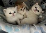 Ori British short hair kittens litter - British Shorthair Kitten For Sale - 