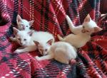 Beautiful Siamese kitten - Siamese Kitten For Sale - Roanoke, VA, US