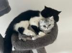 Lily - Exotic Kitten For Sale - Fort Lauderdale, FL, US