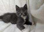 Cutie - British Shorthair Kitten For Sale - Battle Ground, WA, US