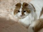 Mick - Scottish Fold Cat For Sale - Toronto, Ontario, CA