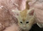 Magnolia Itty Purr - Maine Coon Kitten For Sale - Everett, MA, US