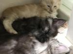 Magnolia Ignacious Iggy - Maine Coon Kitten For Sale - 