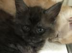 Magnolia Inky Paws - Maine Coon Kitten For Sale - Everett, MA, US