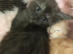 Reserved Magnolia Indigo black silver smok - Maine Coon Kitten For Sale - Everett, MA, US