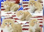 Rufus - Persian Kitten For Sale - PA, US