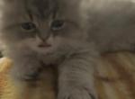 Ragdoll and Golden Long Hair Persian mix - Persian Kitten For Sale - Mansfield, TX, US