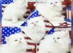 Pearl - Persian Kitten For Sale - PA, US
