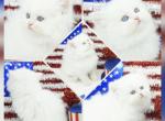 Dazzle - Persian Kitten For Sale - PA, US