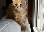 Phoebe - Maine Coon Kitten For Sale - 