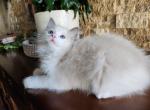 Mr Independent - Ragdoll Kitten For Sale - 