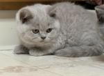 Peach - British Shorthair Kitten For Sale - Oregon City, OR, US