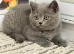 Rock - British Shorthair Kitten For Sale - 